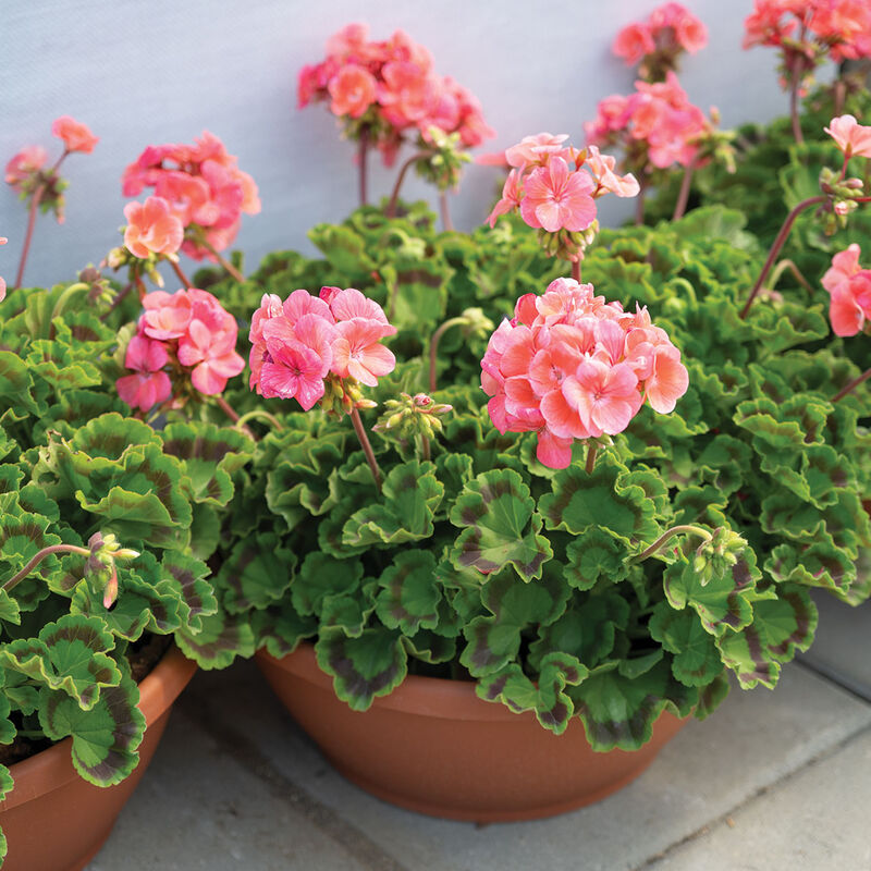 05257_01_maverick_salmon_geranium