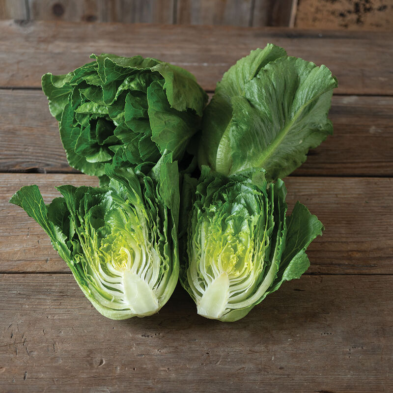 05263g_01_bigelow_lettuce