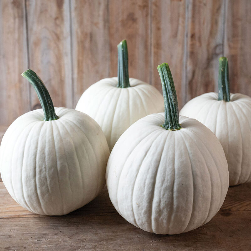 05281_01_ghost_town_pumpkin