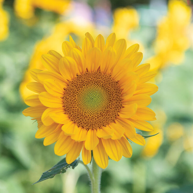 05307_01_vincents_fresh_sunflower