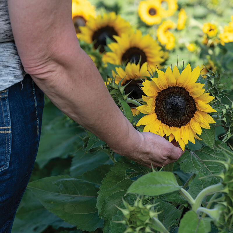 05309_01_orange_hobbit_sunflower