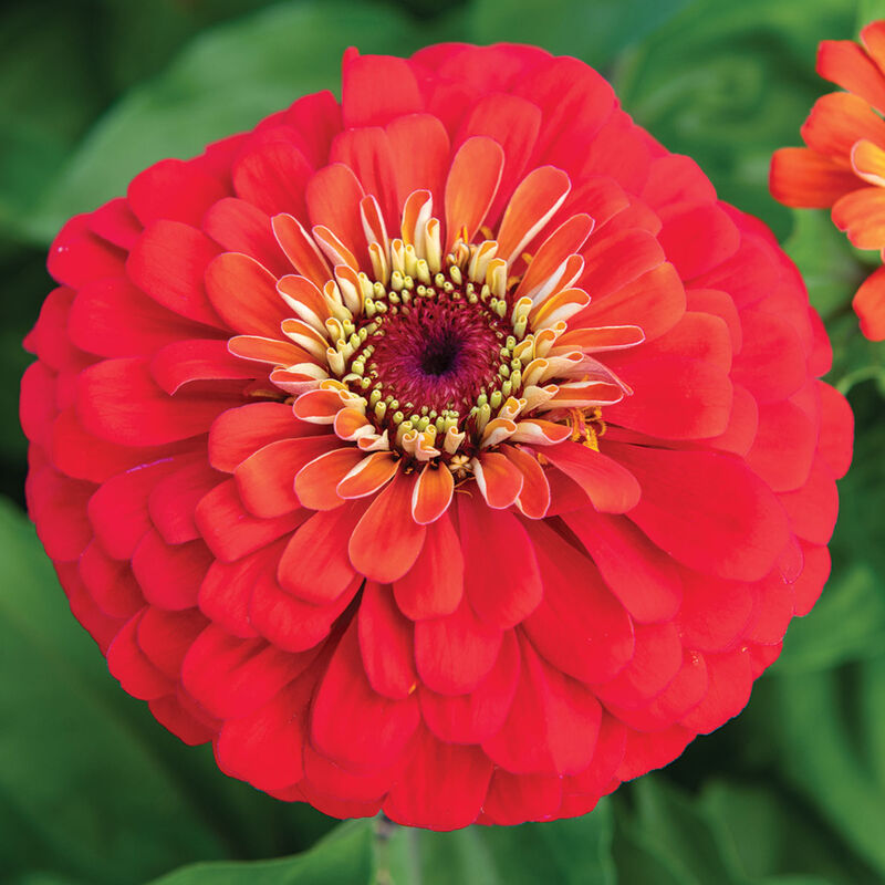 05340_01_uproar_scarlet_zinnia