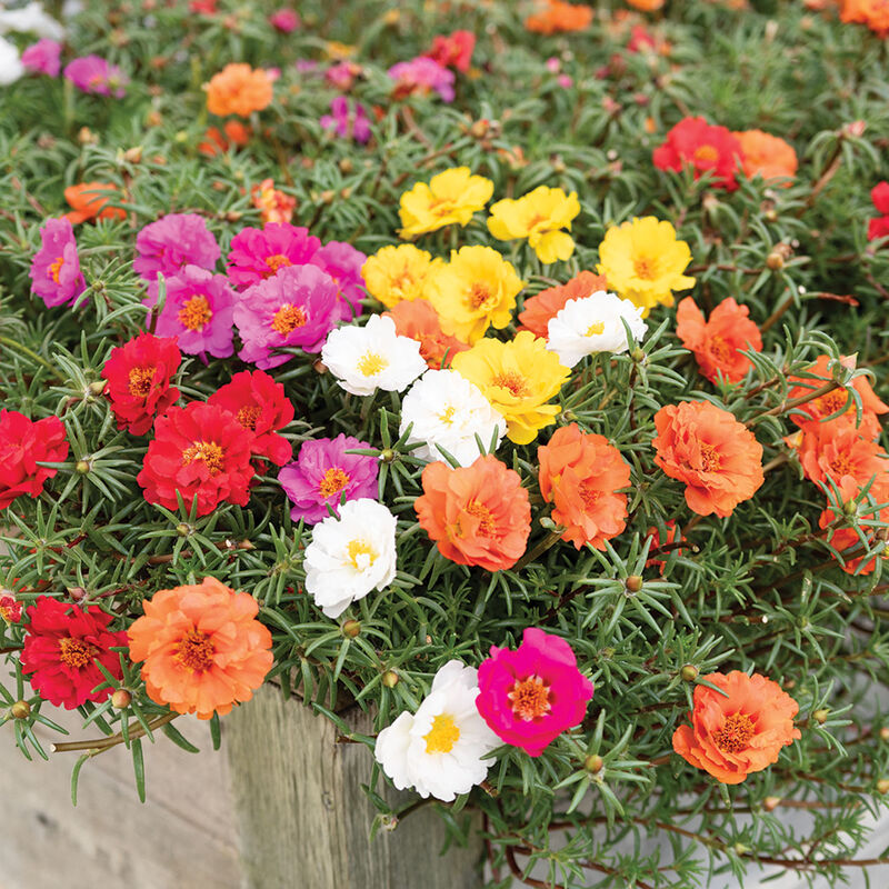 05384_01_happy_trails_mixture_portulaca