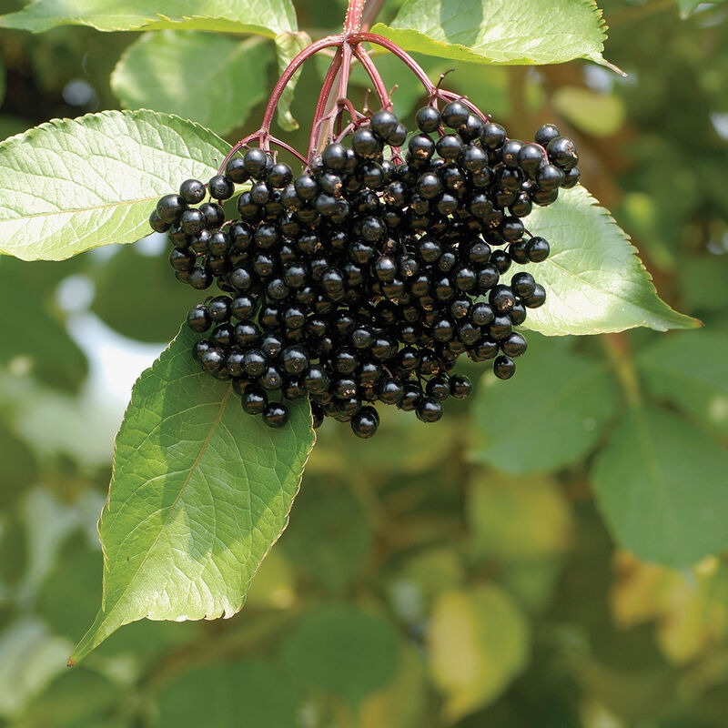 05408_01_samyl_vendor_elderberry
