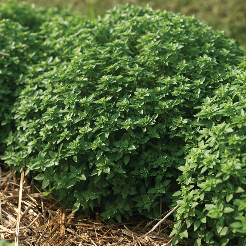 05464_01_greco_a_palla_basil