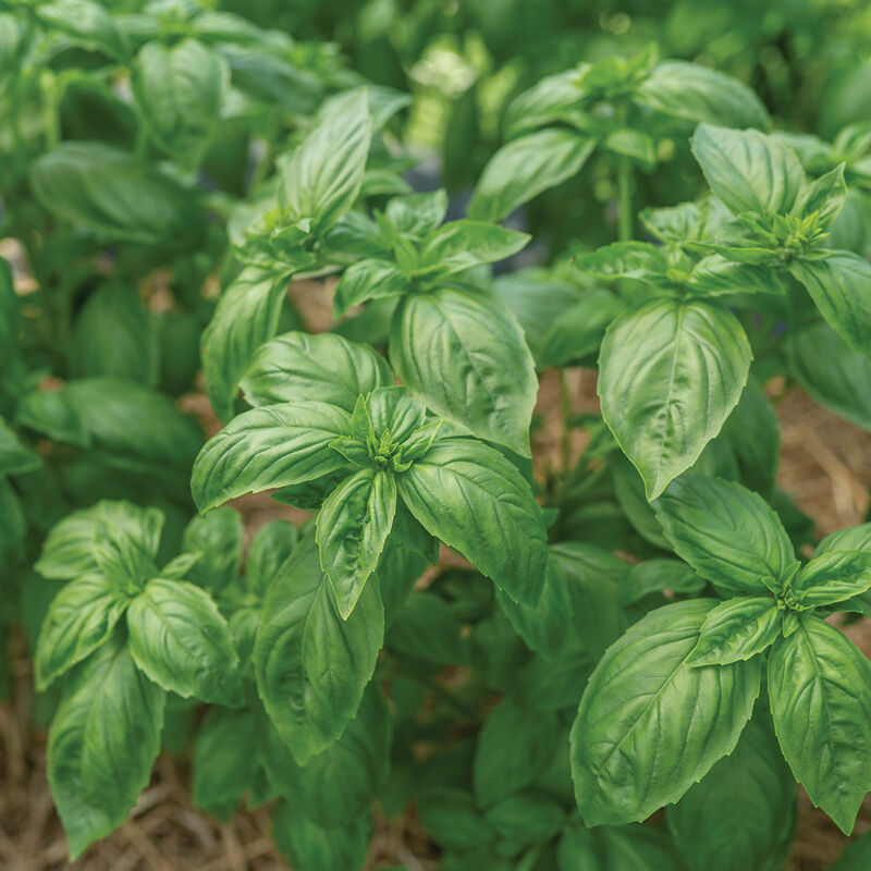 05467gp_01_noga_prospera_active_basil