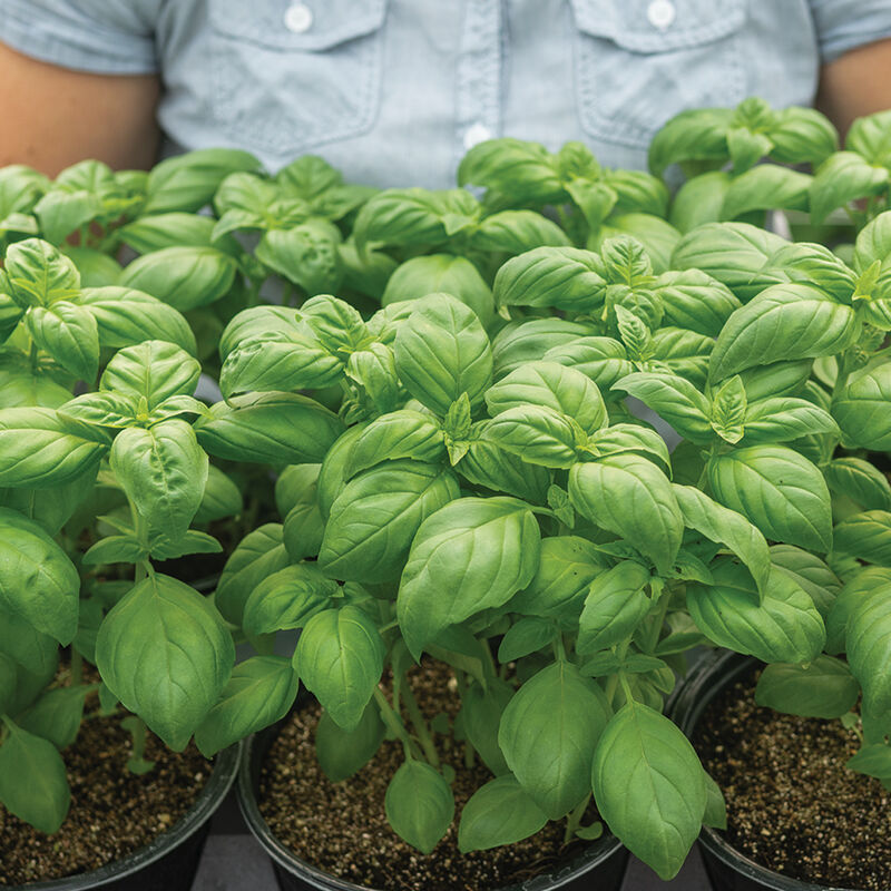 05468g_01_lihi_prospera_basil