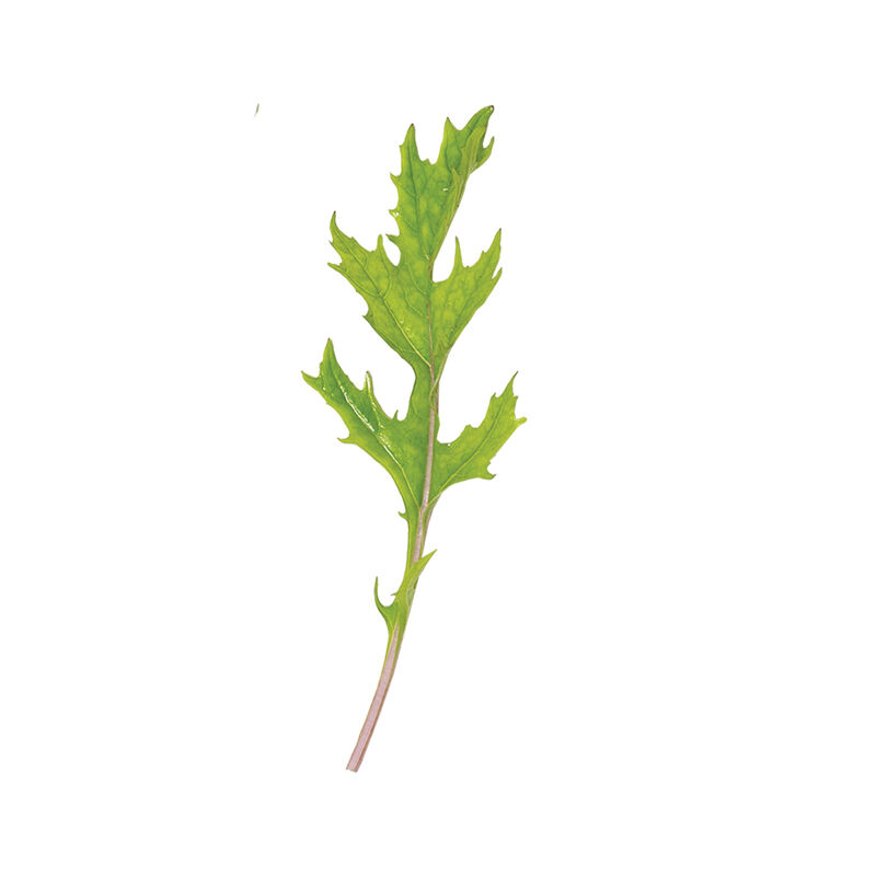 05514_01_ember_babyleaf_green