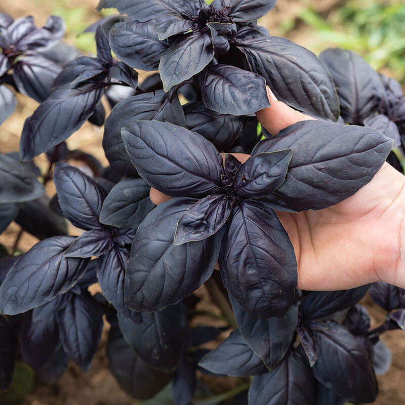 05546g_01_doron_prospera_basil
