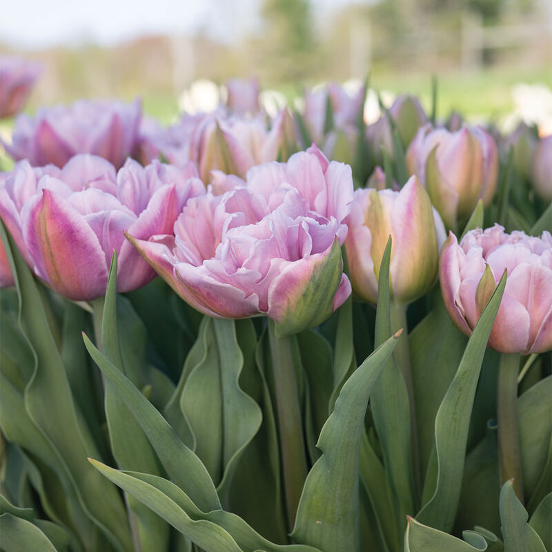05600_01_katinka_tulip