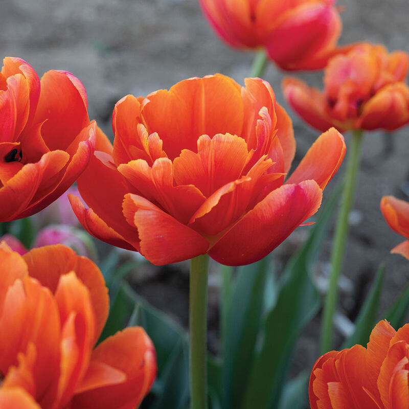 05605_01_icoon_tulipl