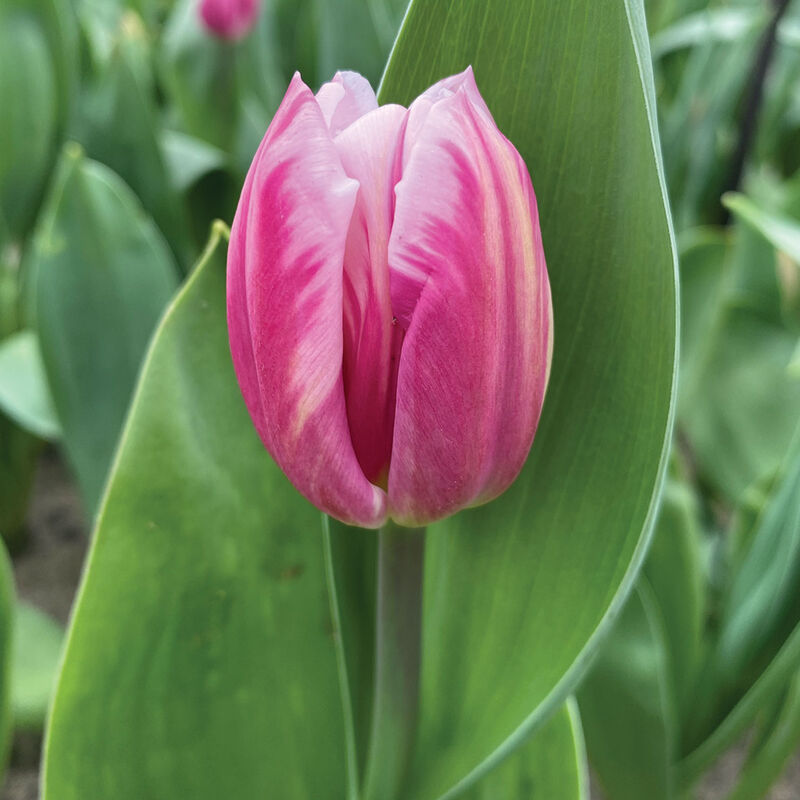 05606_01_bogangles_tulip