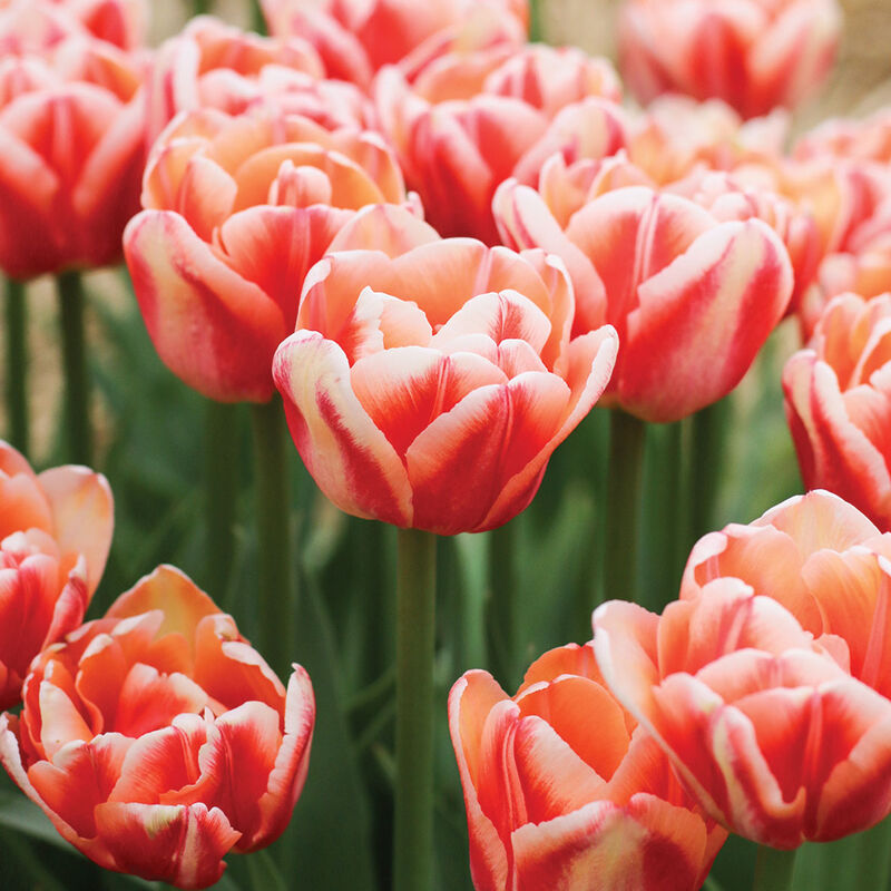 05608_02_bed_of_roses_tulup