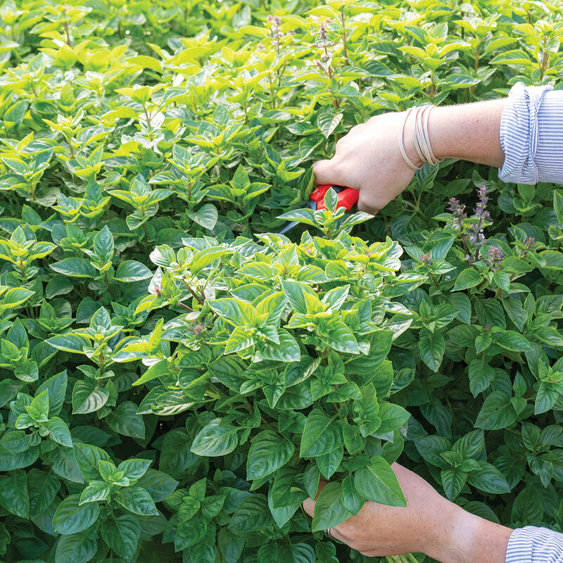 05630_01_everleaf_lemon_basil