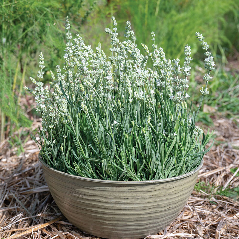 05638_01_ellagance_white_lavender