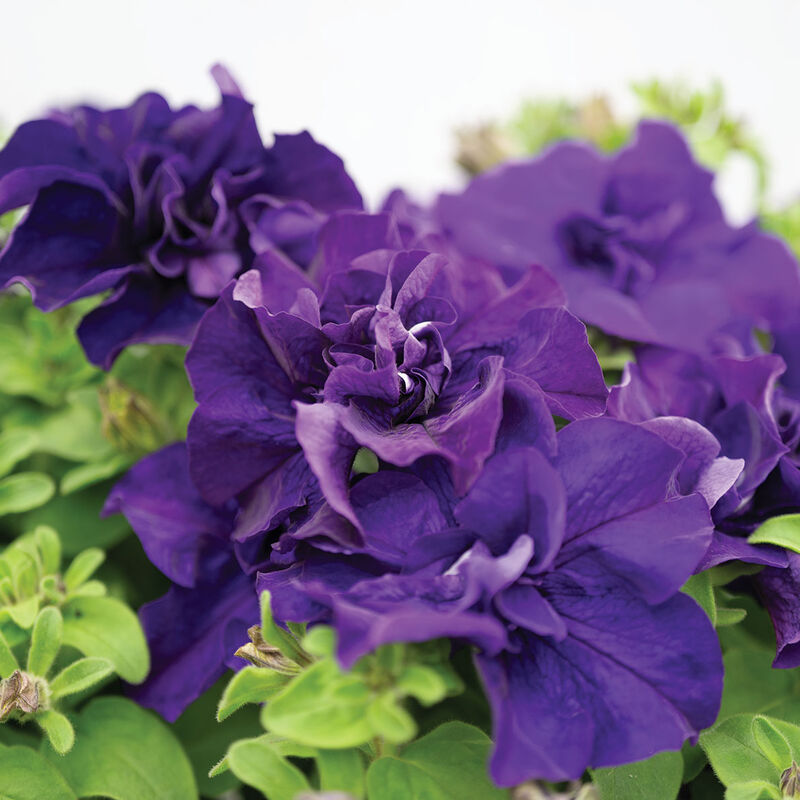 05642p_01_double_cascade_blue_petunia