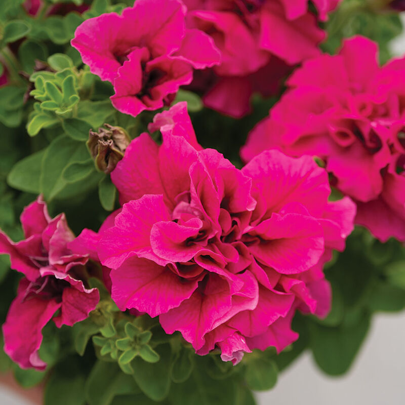 05643p_01_double_cascade_pink_petunia