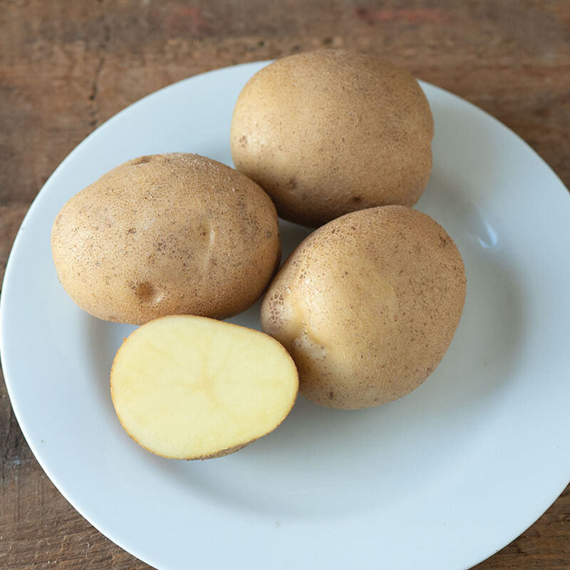 05665_01_lehigh_potato