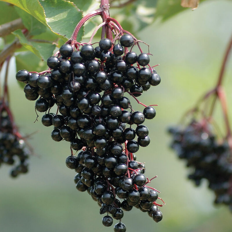 05666_01_samdal_vendor_elderberry