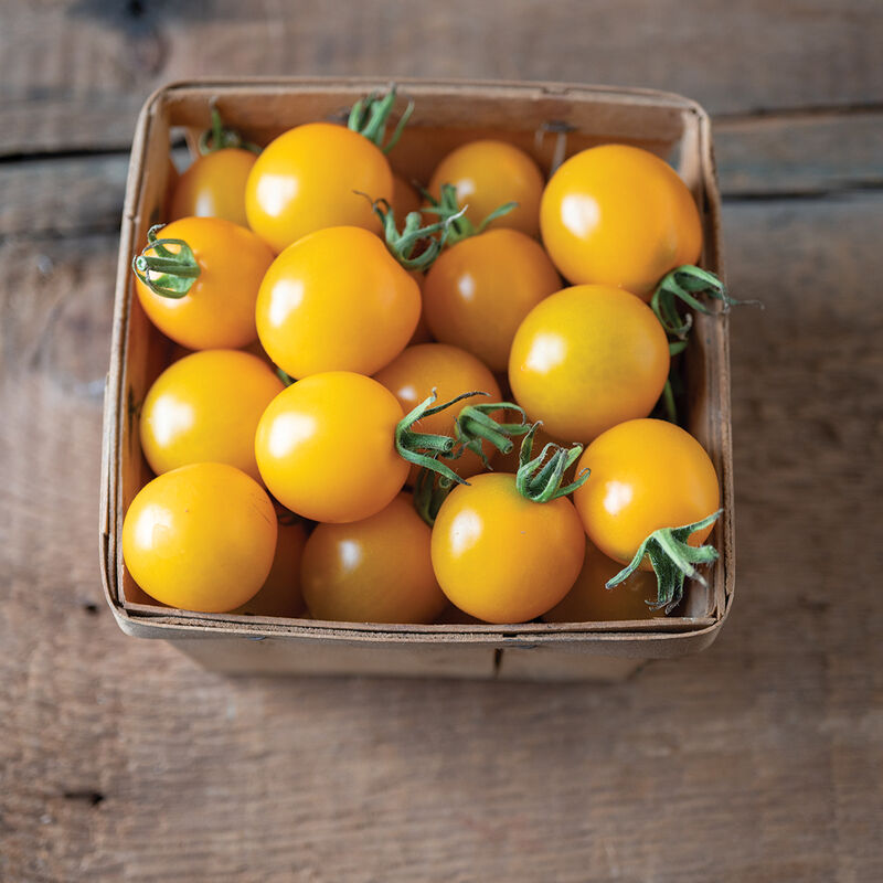 05904_01_ty_yellow_mimi_tomato