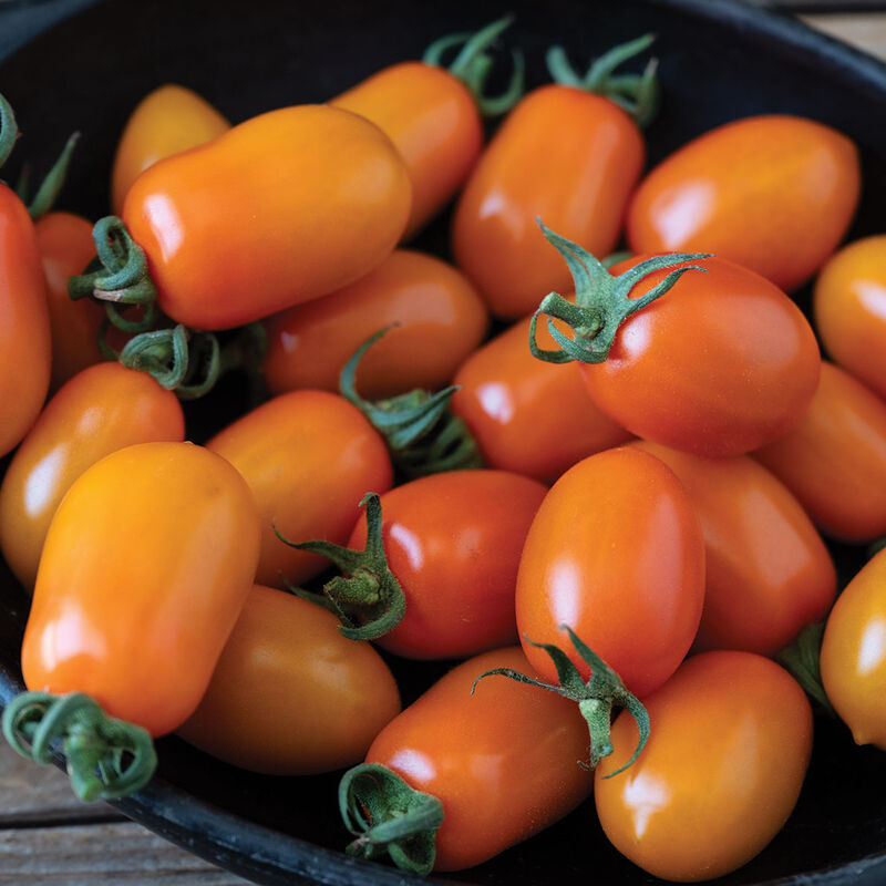 05908g_01_mimosa_tomato