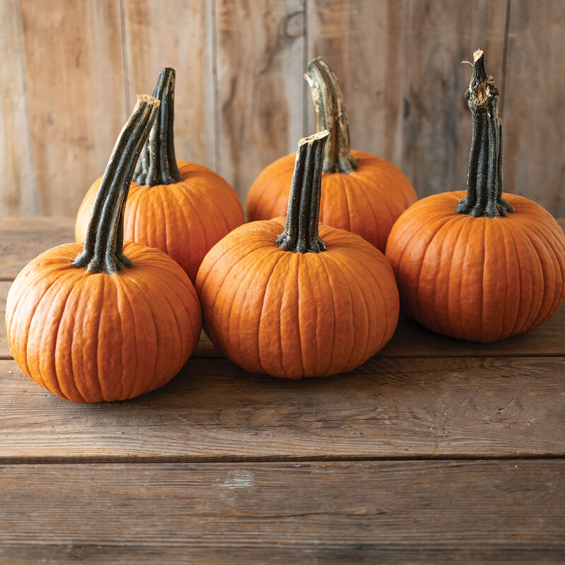 05915_01_voodoo_pumpkin
