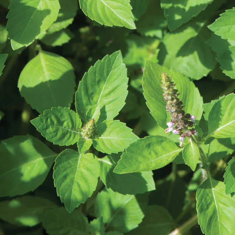 06021g_01_kapoortulsi