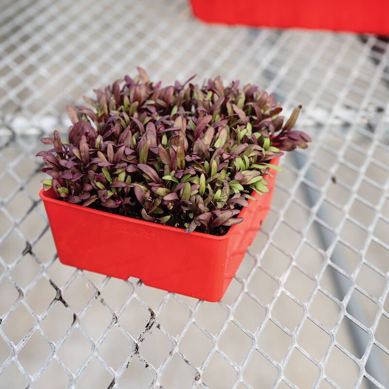06362_03_polypro_5_inch_pot_red