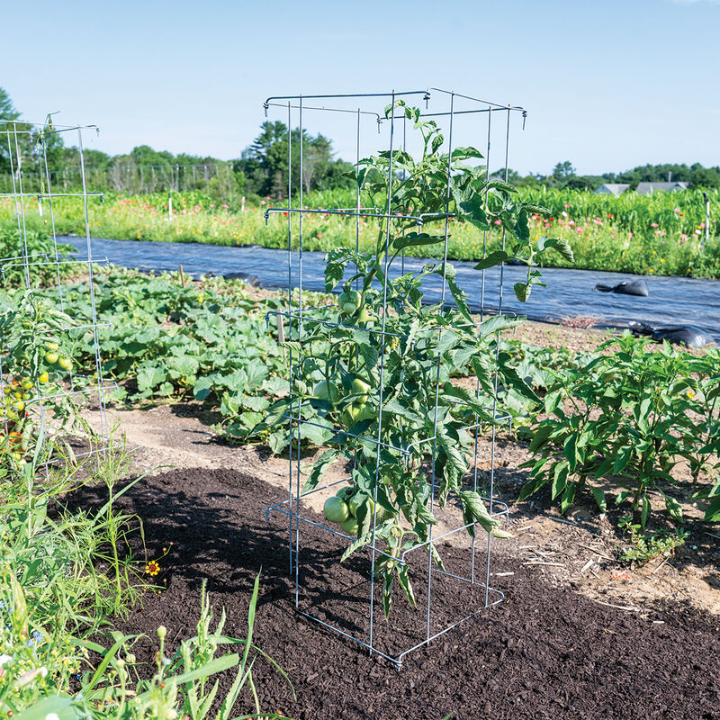 06896_02_tomato_cage_silver