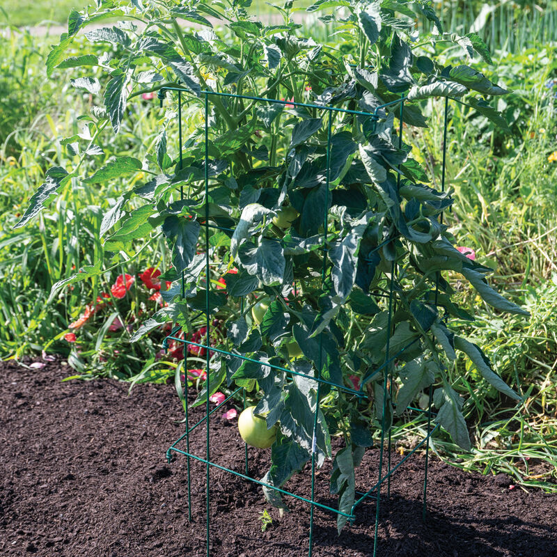 06897_02_tomato_cage_green
