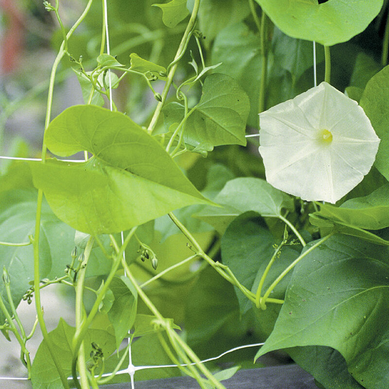 07283_01_hort13fg