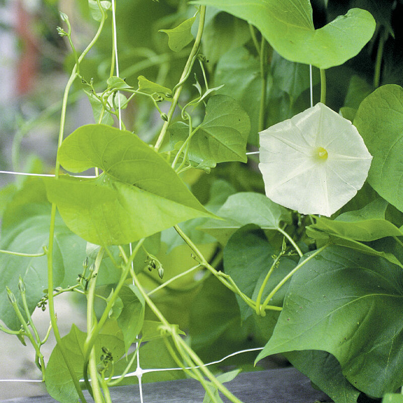 07284_01_hort13fg