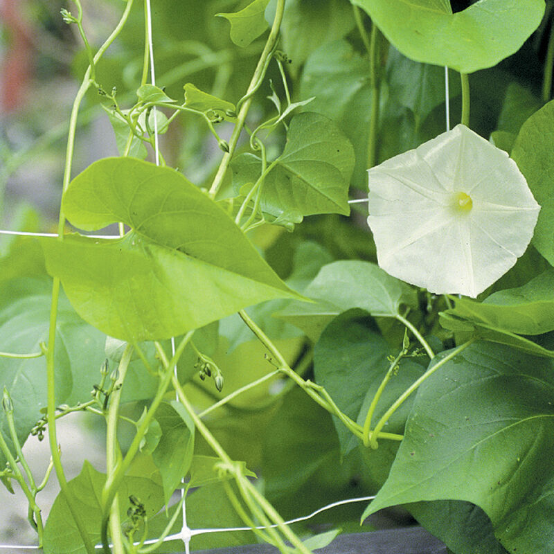 07286_01_hort13fg