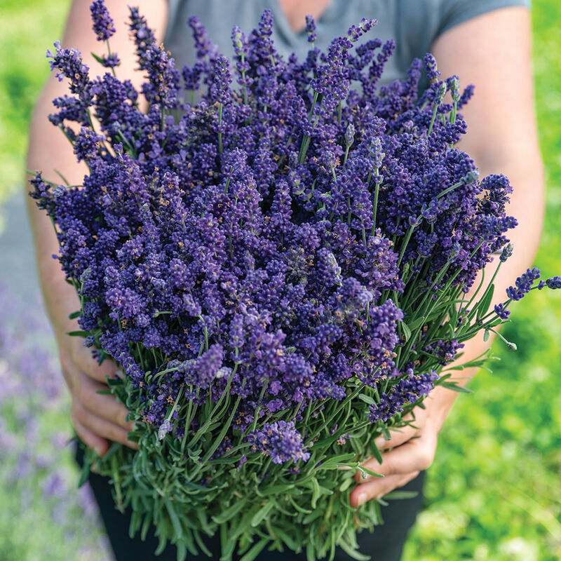 072_03_ellagance_purple