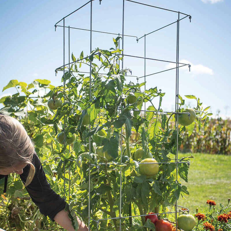 07538_01_tomatocage_48in