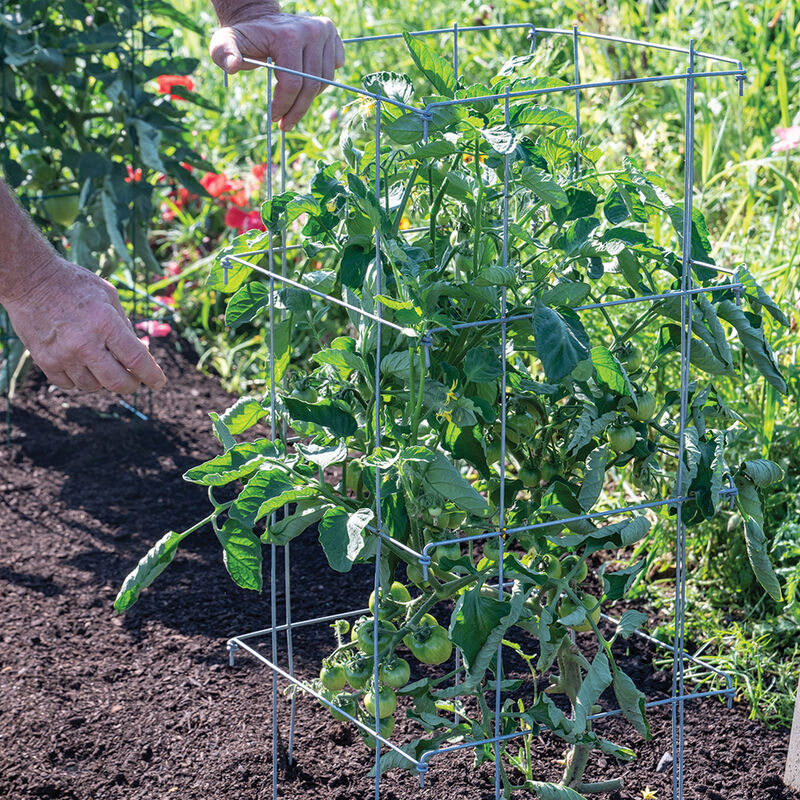 07547_02_tomatocage_40in