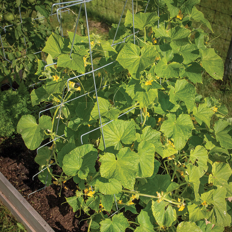 07555_01_cucumbertrellis