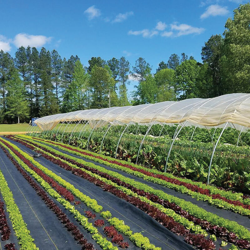 07734_01_sunbelt_ground_cover