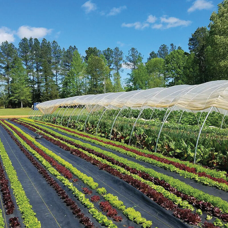 07755_01_sunbelt_ground_cover