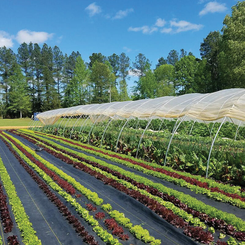 07757_01_sunbelt_ground_cover