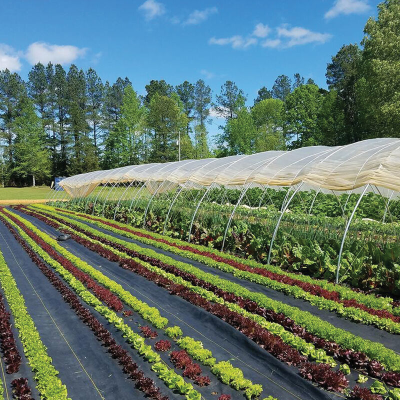 07759_01_sunbelt_ground_cover