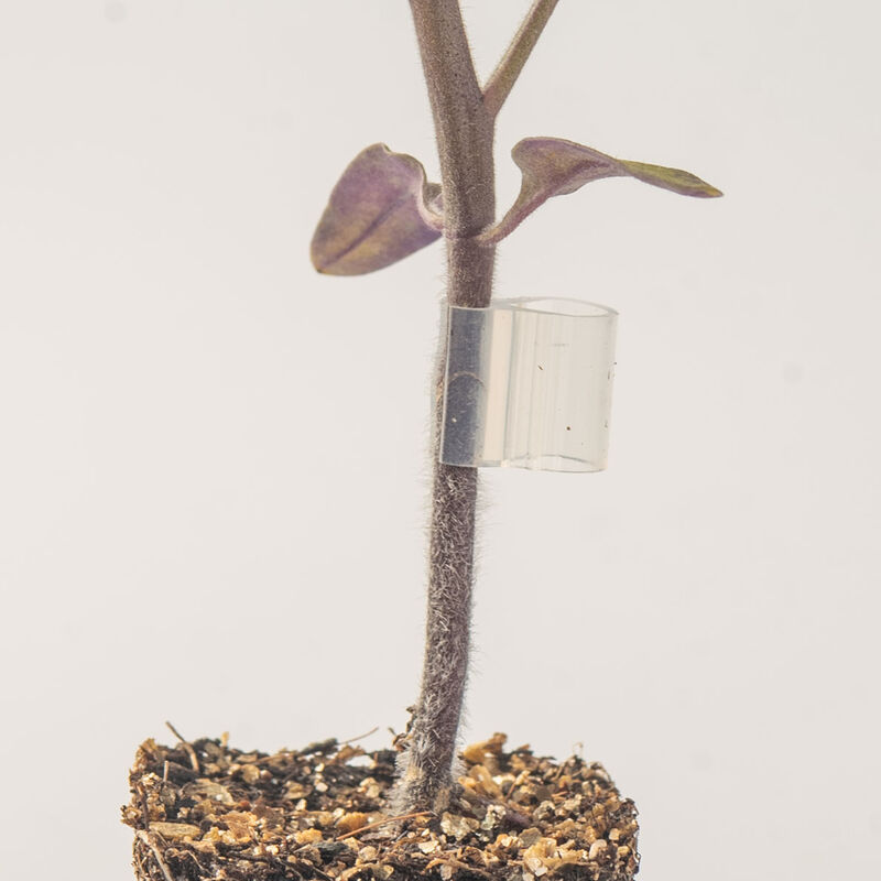 07902_01_grafting_clips