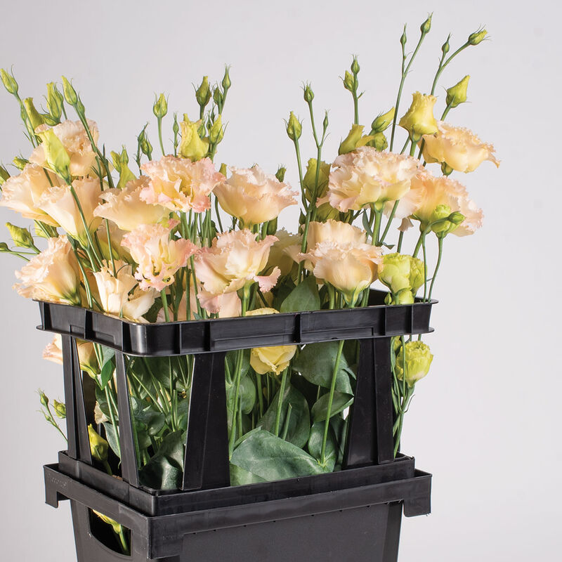 07928_02_floridatopframe