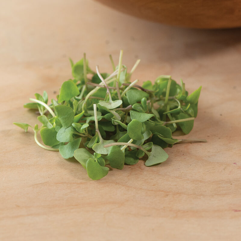 0906m_02_cinnamon_basil