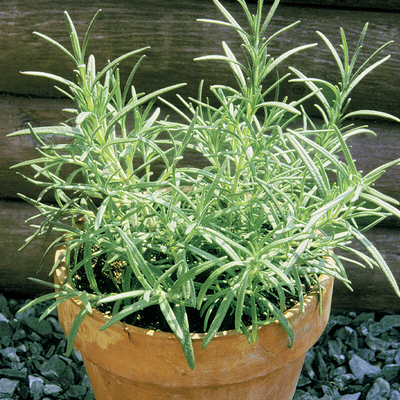 0932e_01_primedrosemary