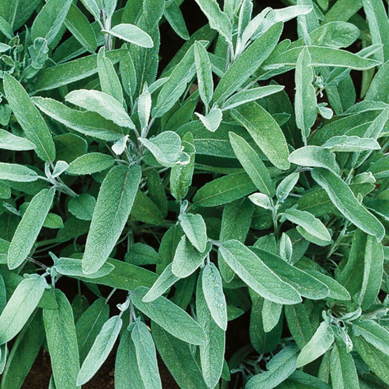 0934g_01_common_sage