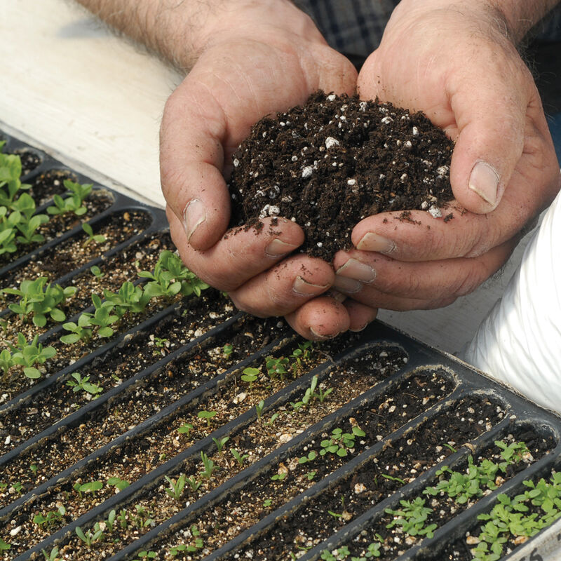 09395_01_germinationmix