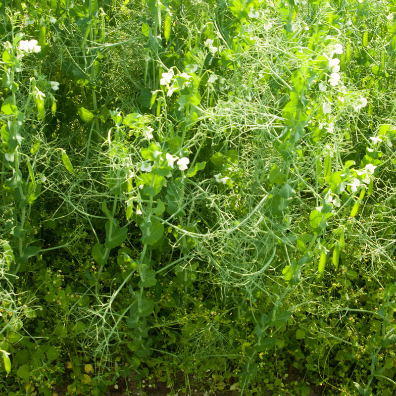 095g_01_vns_yellow_pea