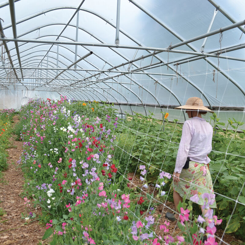 09716_01_hortinovasweetpeas