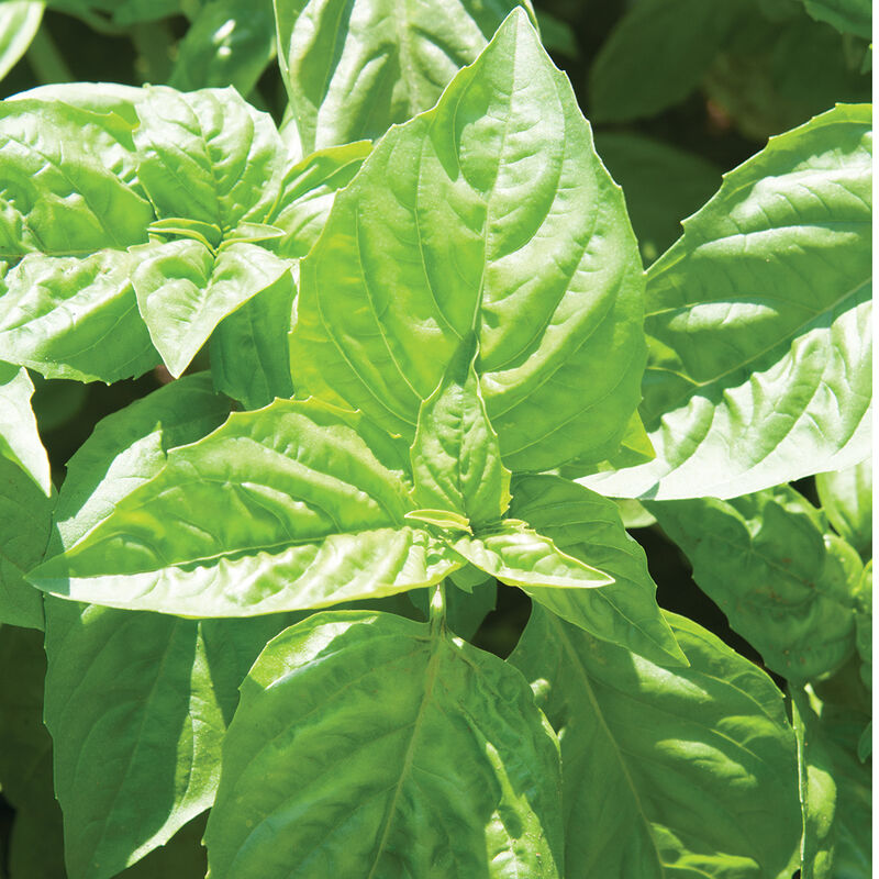 2178g_01_nufarbasil
